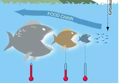 The Food Chain